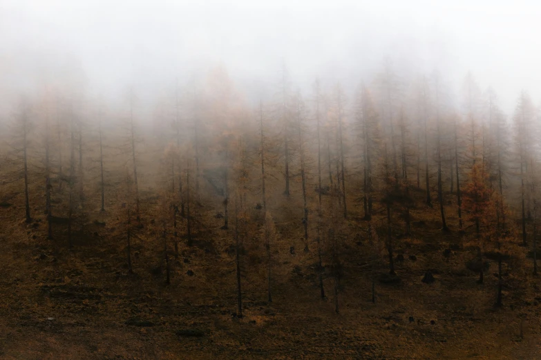 a dense, smoggy forest is seen from the ground