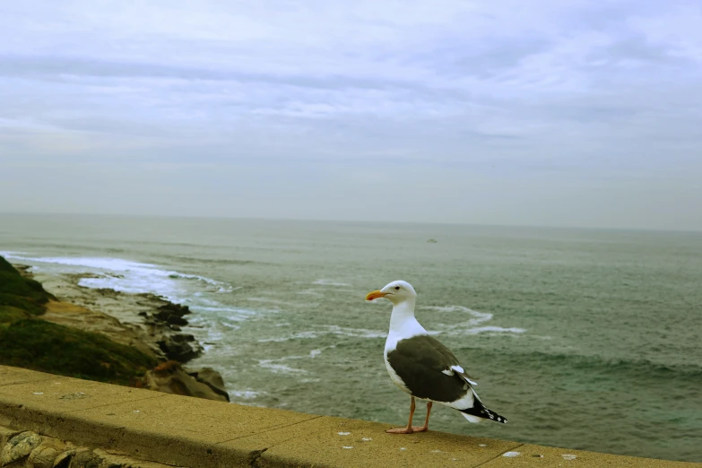 a bird is standing on a ledge by the water