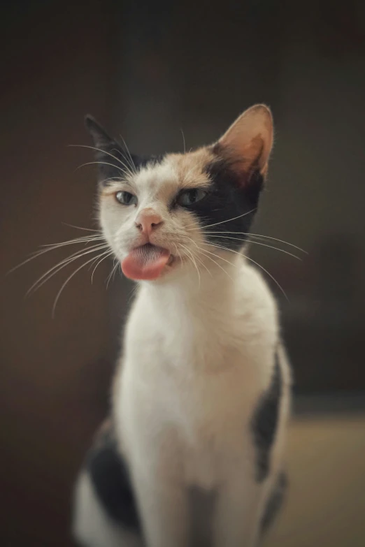 a cat is standing with its tongue sticking out