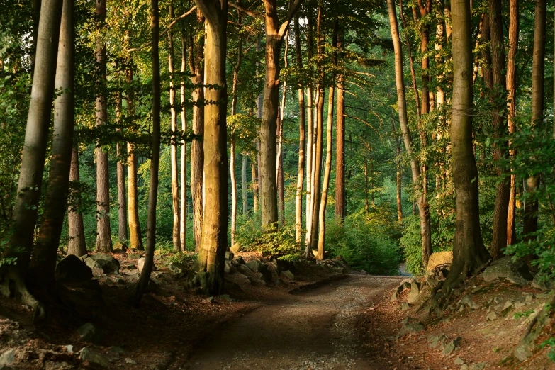 a path through a dense wooded green forest