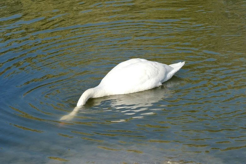 a white swan floating down to the side in the water