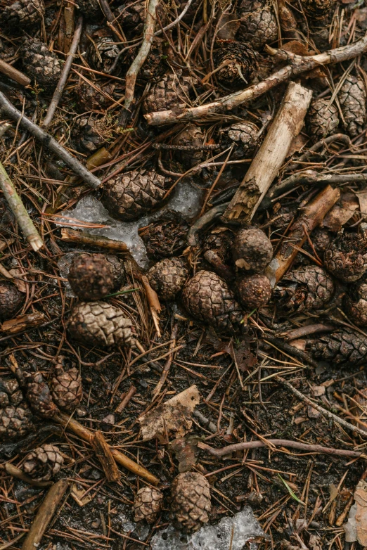 the pine cones are lying on the ground