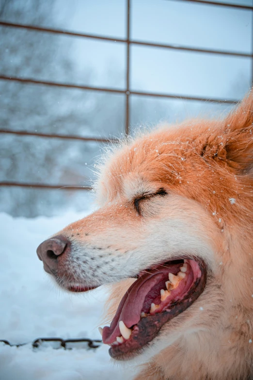 an image of a large dog that is outside in the snow