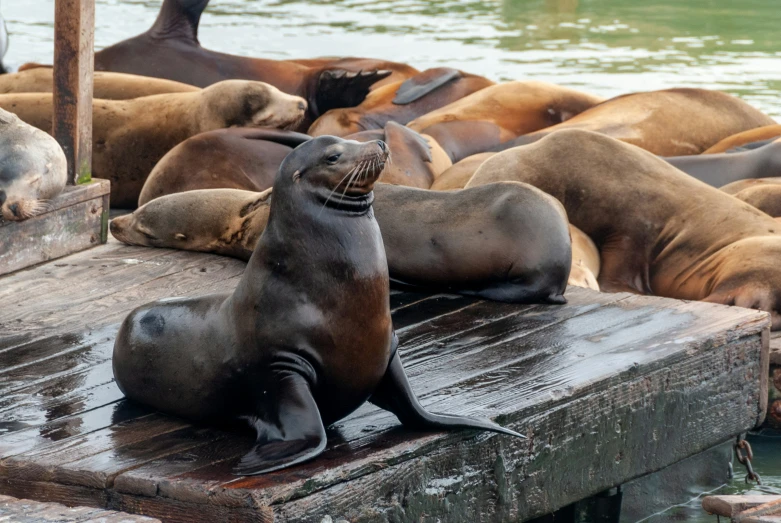 a sealion on a dock surrounded by other sea animals