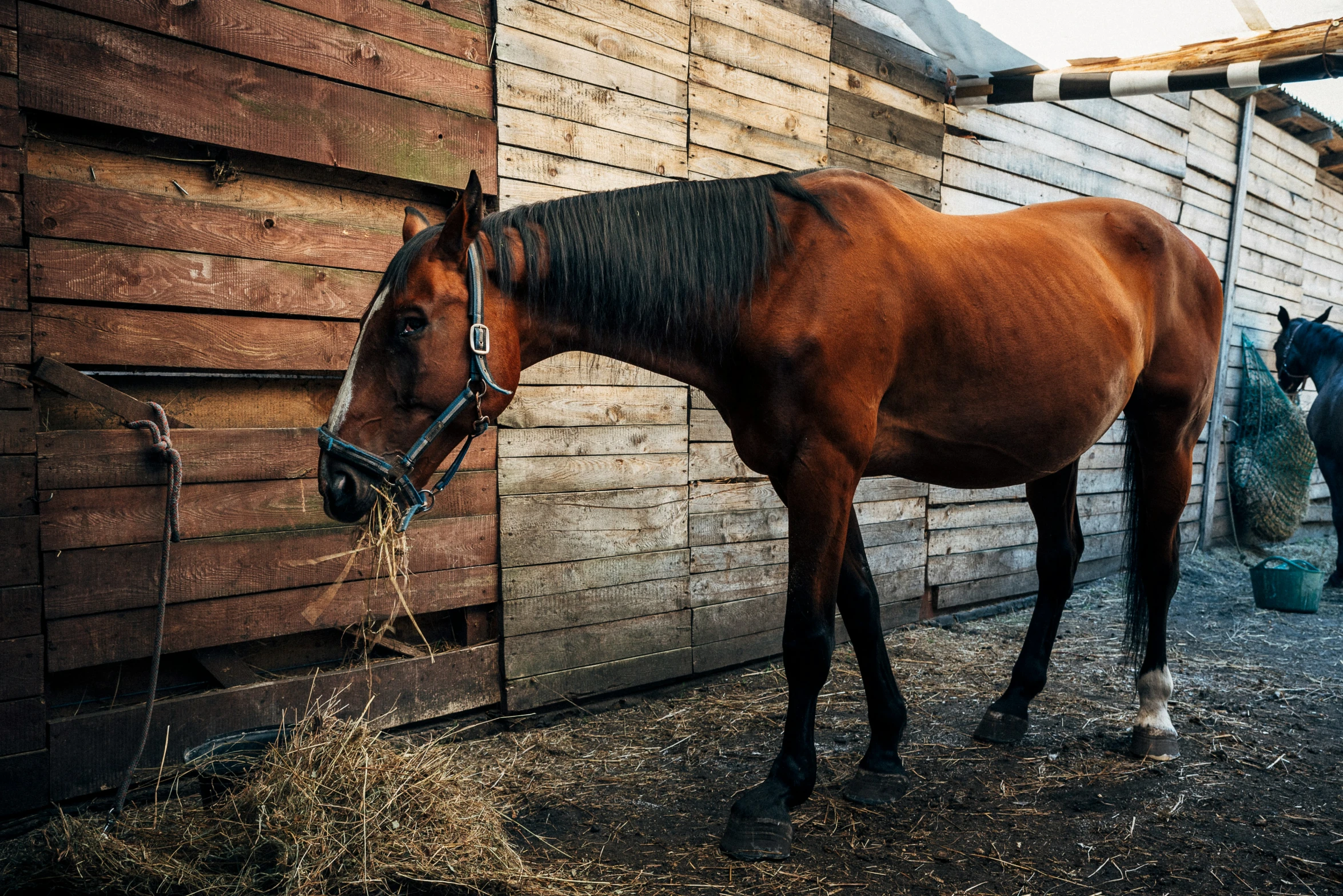 the horse is eating grass near the building