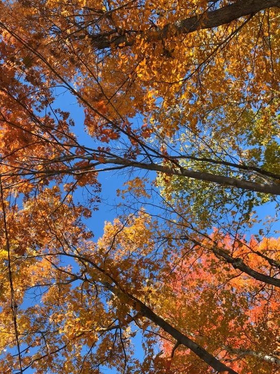 a view of some trees and the leaves in fall