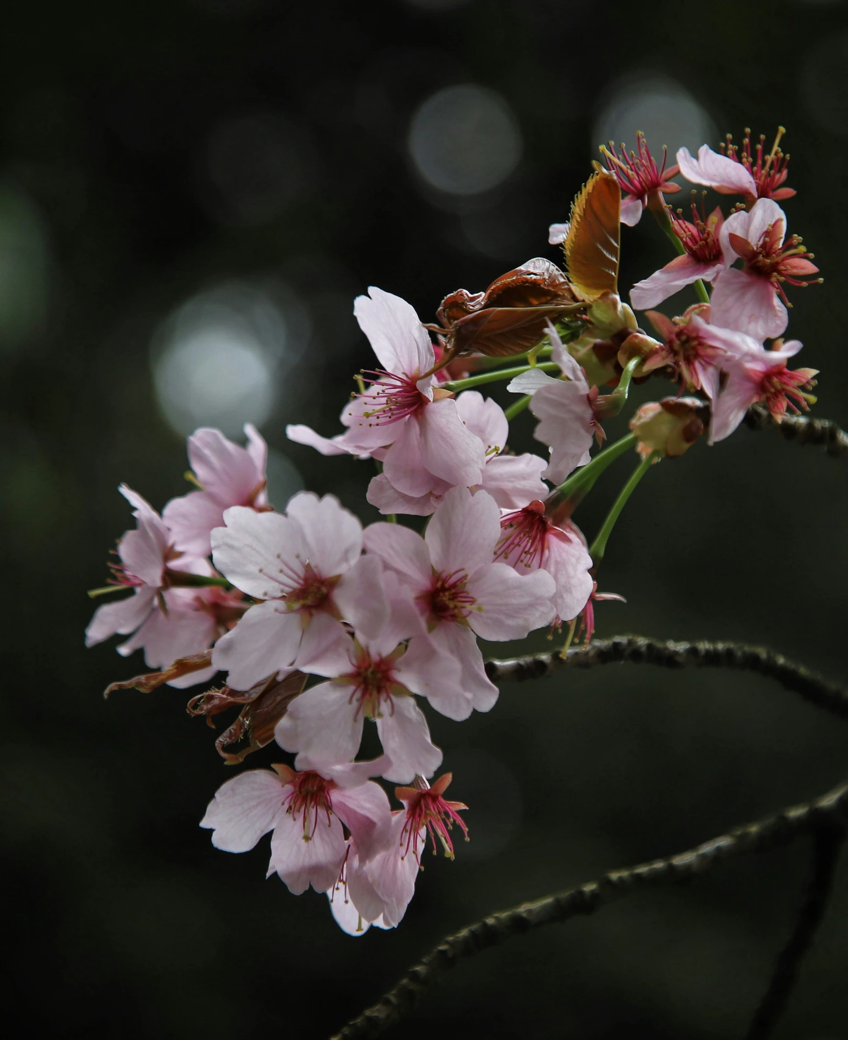 some pink flowers on a tree nch with bokets in the background