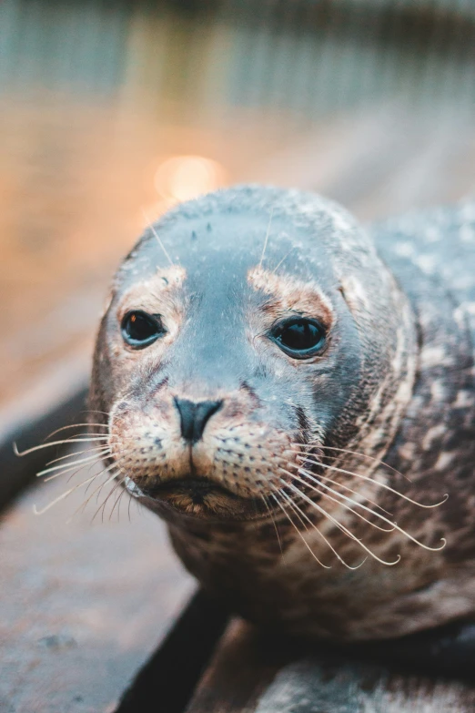 the seal is staring at the camera while laying on the dock