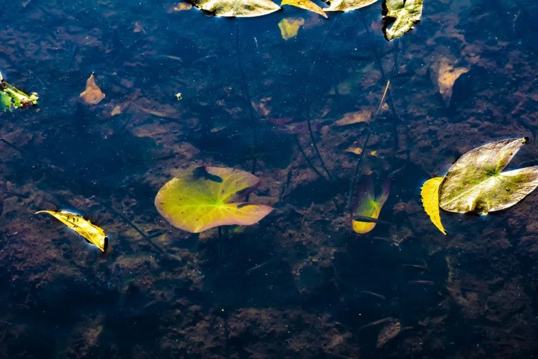 water plants floating on the ground with bubbles