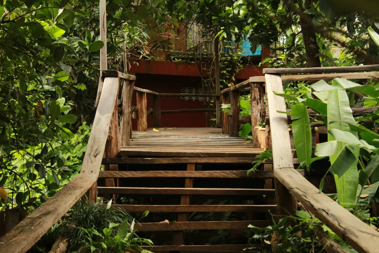 a wooden stairway leading into a jungle with lots of plants