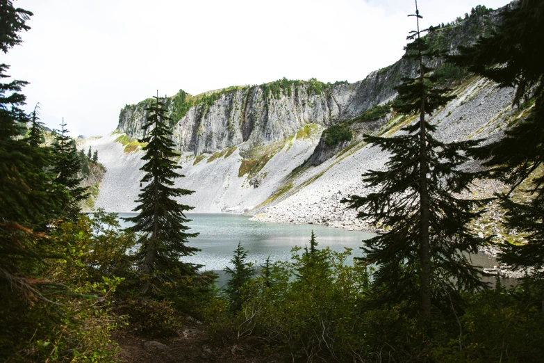 the trees are next to the water of some kind