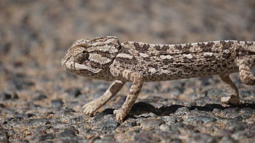 a very pretty looking toy lizard standing in the grass