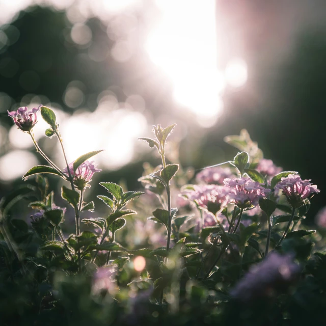 flowers grow among the soft light of sunlight