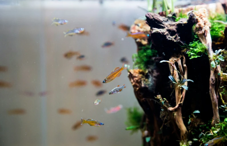 a close up of a water plant in an aquarium