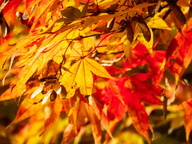 an orange and yellow maple tree leaves with autumn color
