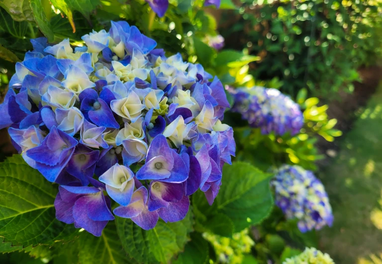 purple and blue flowers that are in the bushes