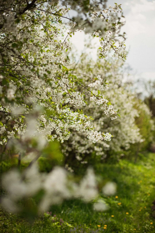 a man standing under an apple tree in a field