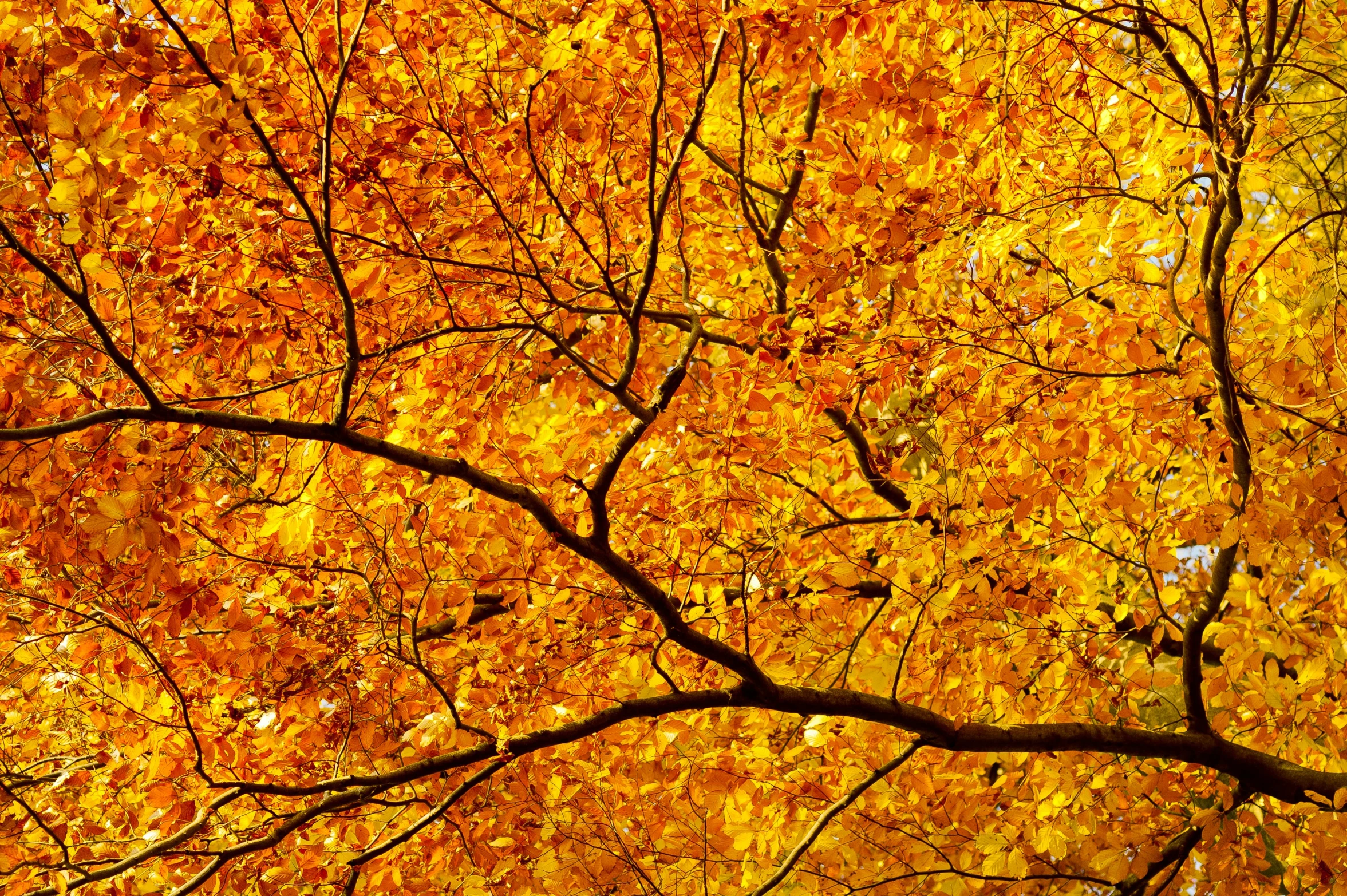 yellow leaves on the nches of a tree