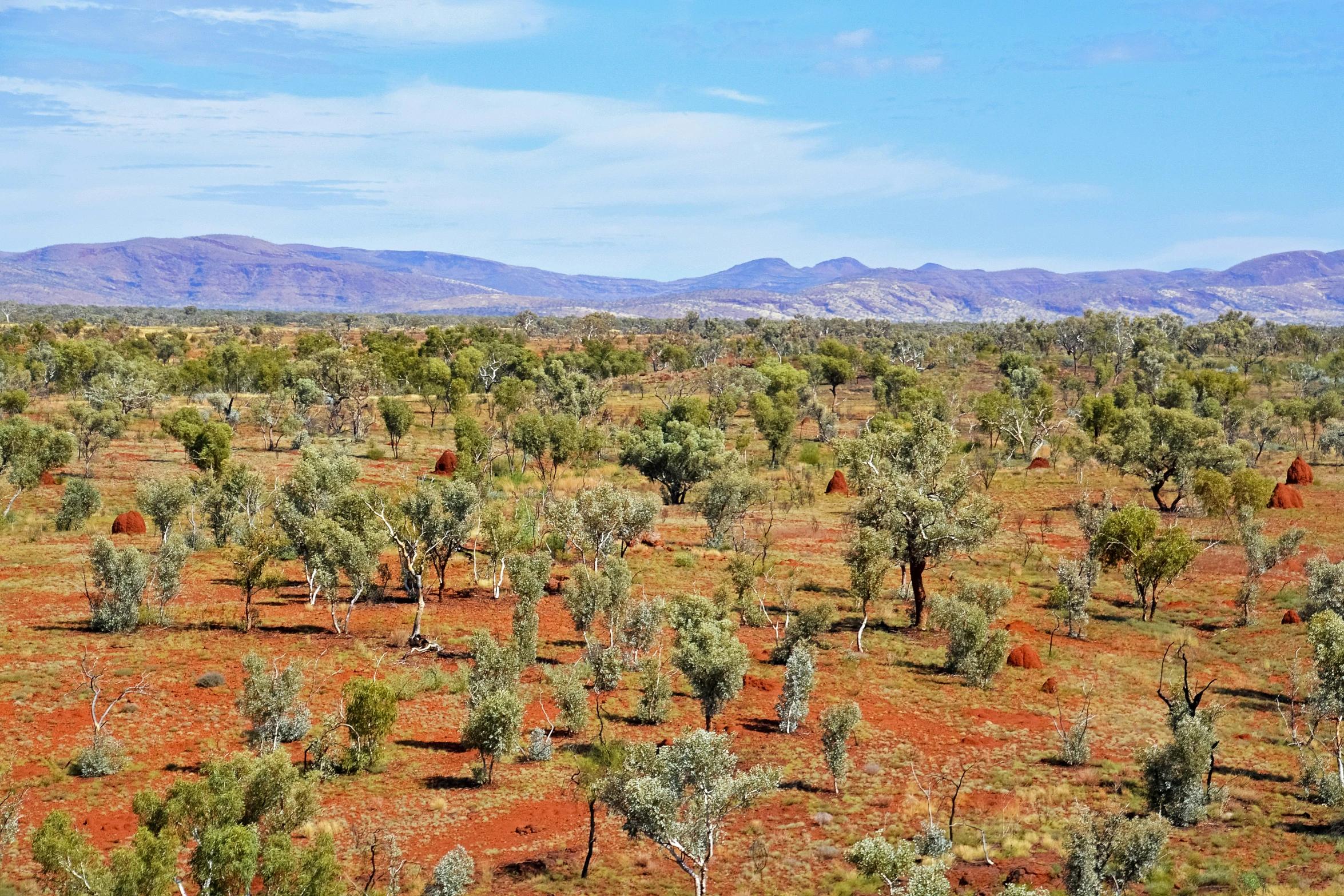 a bunch of trees in a barren area