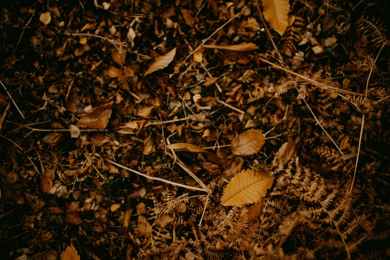 the floor has fallen leaves on it