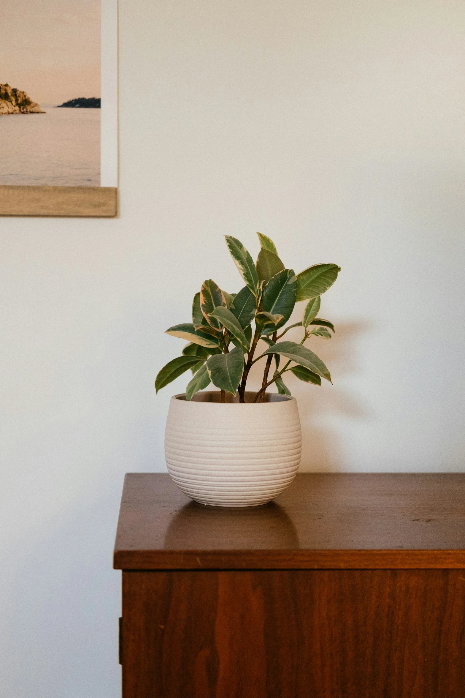 a white potted plant on top of a wooden cabinet