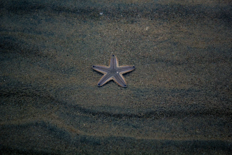 a single starfish on a sandy beach