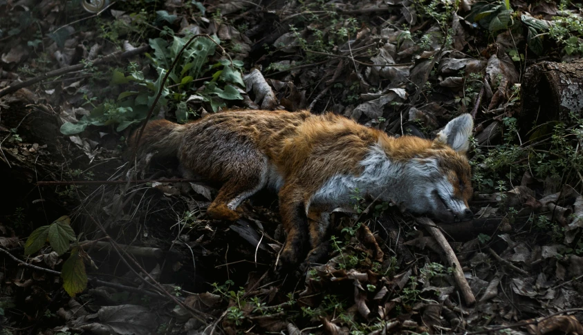 a young animal that is laying down on the ground