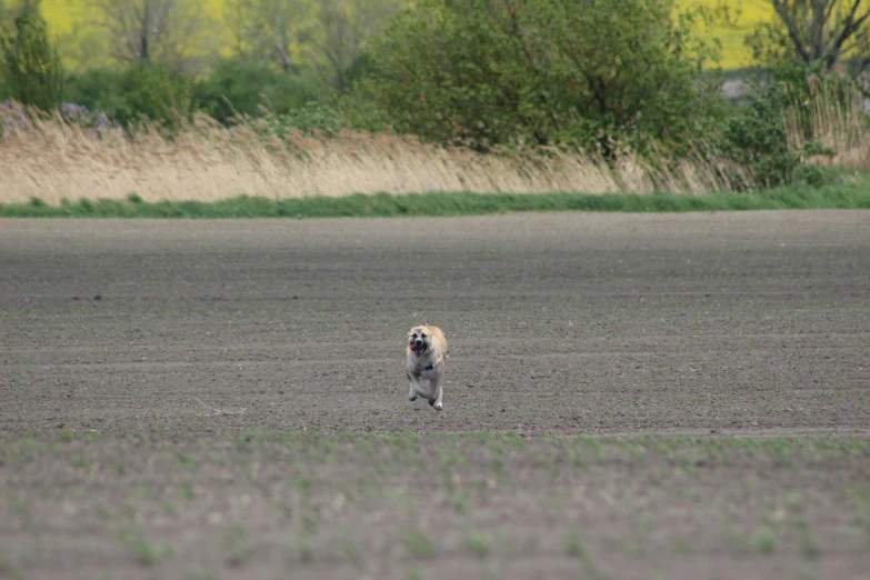 a dog running across a dirt road in a field