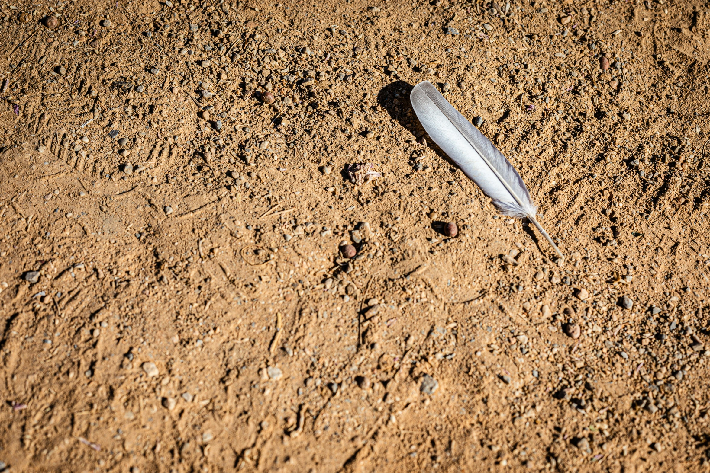 a feather on top of some dirt ground