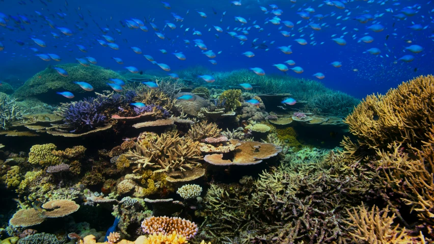 large school of fish swimming above anemone reef