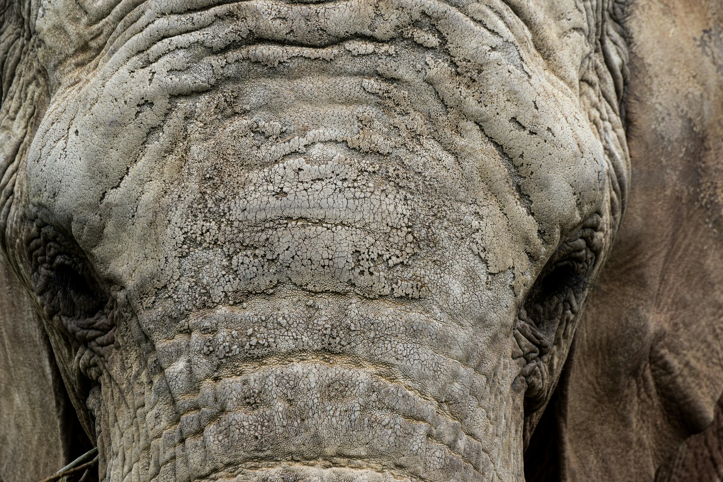close up image of the face and body of a large elephant