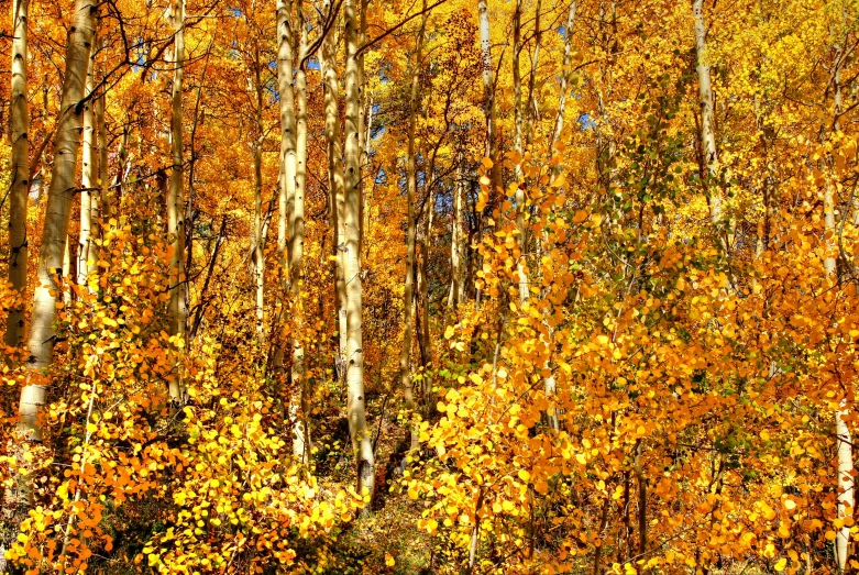 many yellow trees with white trunks are in the fall