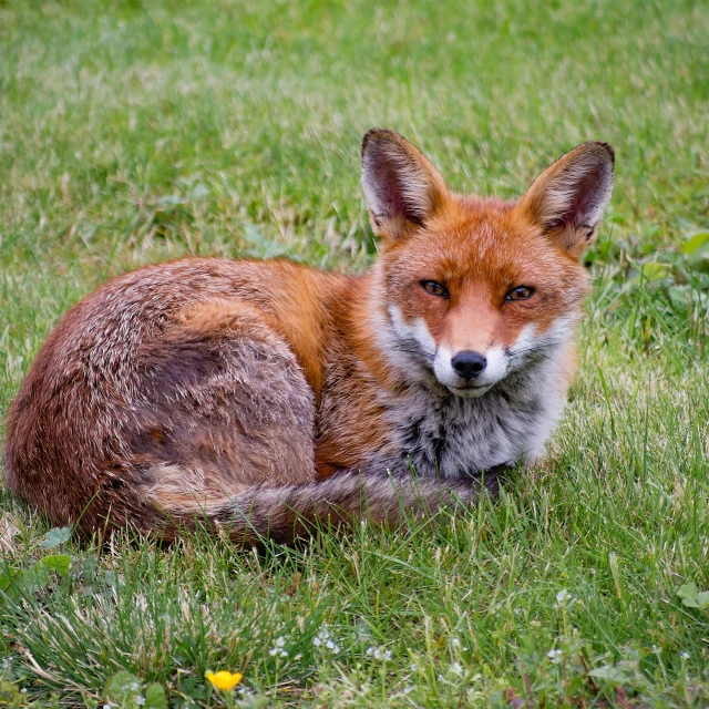 a small red fox resting on the grass