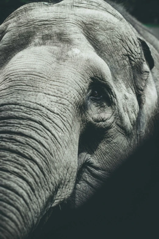 black and white po of an elephant's face