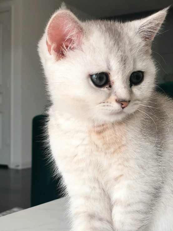 a white kitten standing on a table with blue eyes