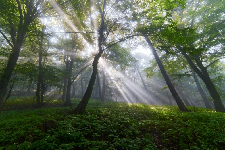 sunbeams shine through the trees onto a green land