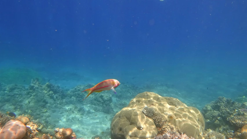 a small red fish swims among many hard coral