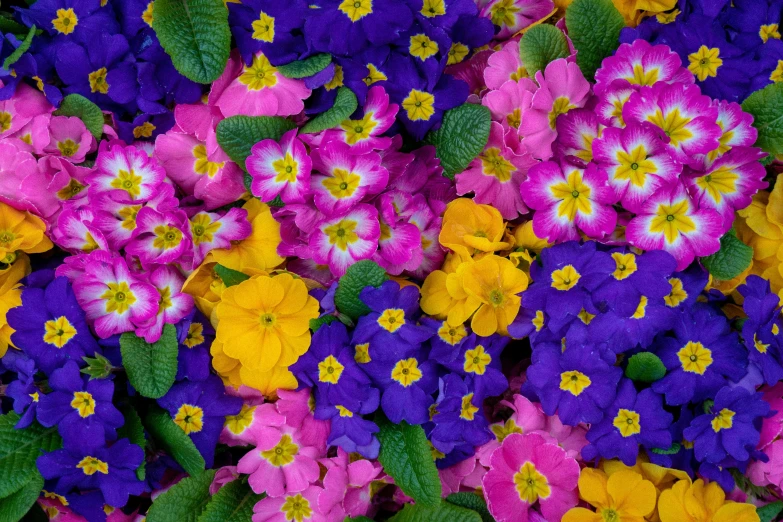 colorful flowers are on the ground with green leaves