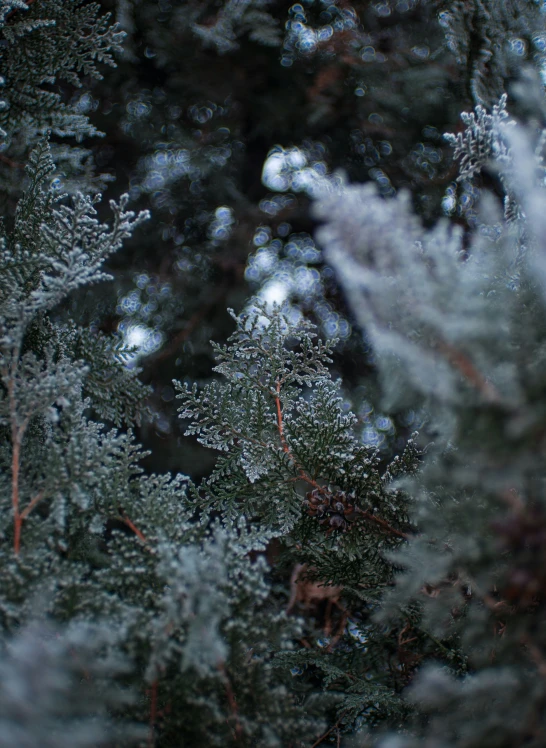 close up of a green tree with frost on it