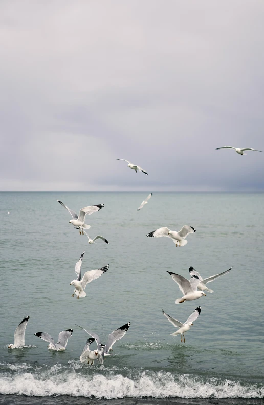 a flock of seagulls are in the ocean water