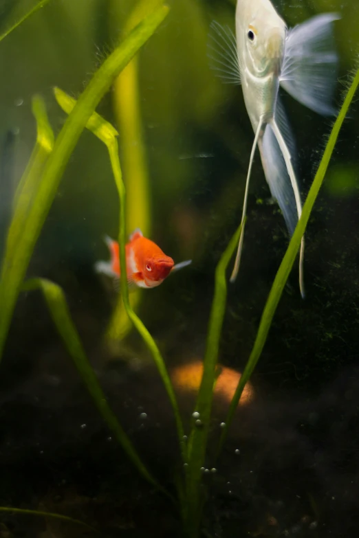 an aquarium with a goldfish and small orange fish