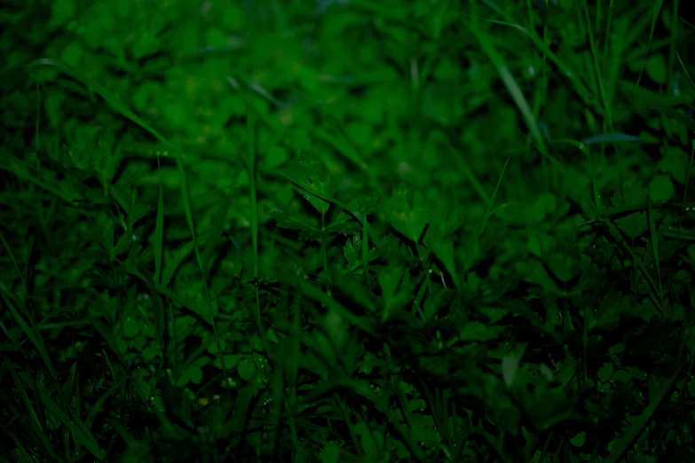 a bunch of grass in the middle of some bushes