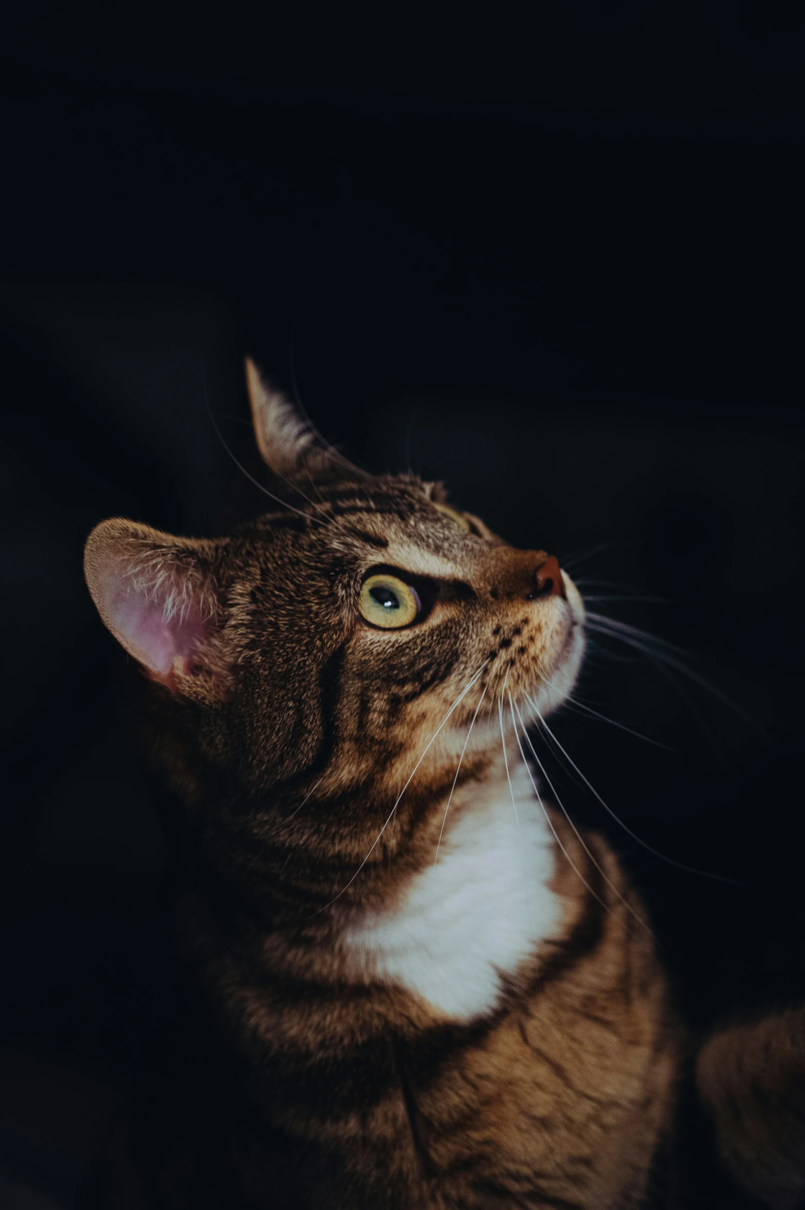 a striped cat staring at the sky with a black background