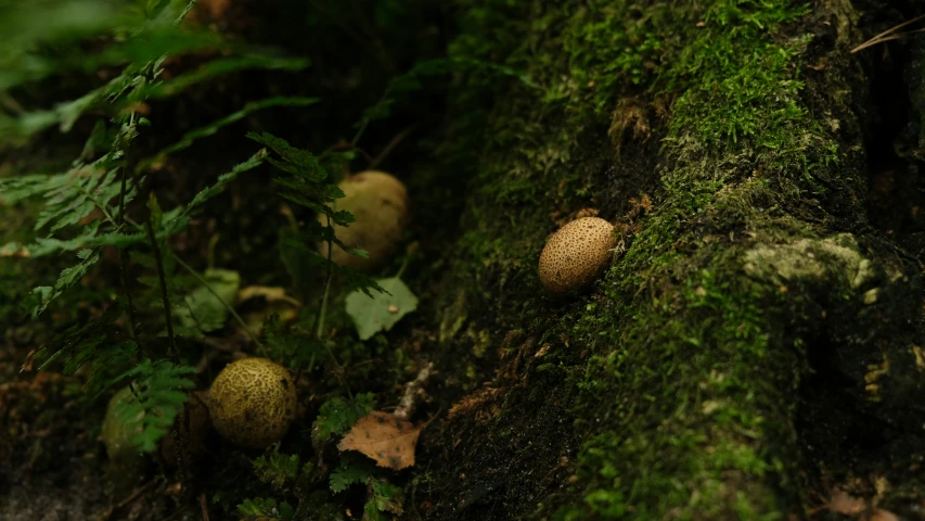 the tree has moss growing on it