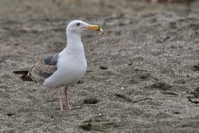 a seagull standing on the sand at the beach