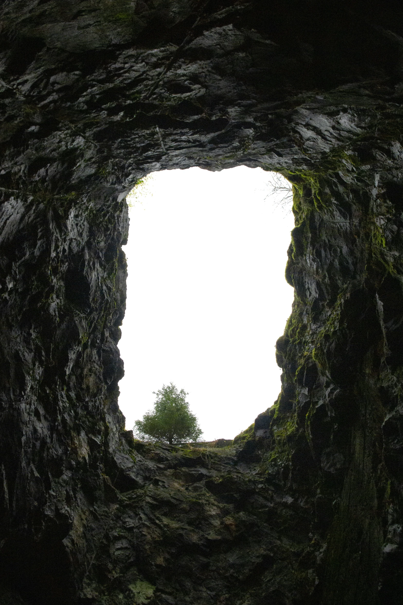 view out the window of a cave with a tree in the center