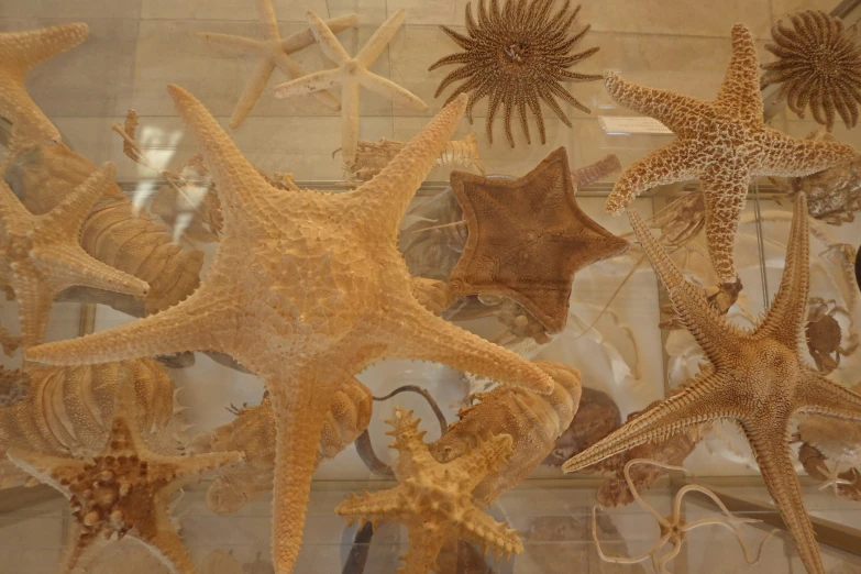 several different sized starfishs and shells in display