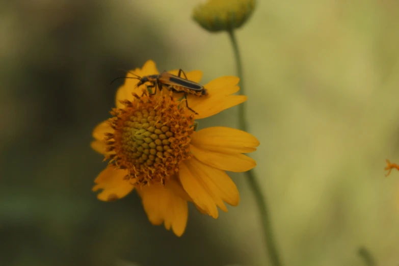 a bee is on the side of a yellow flower