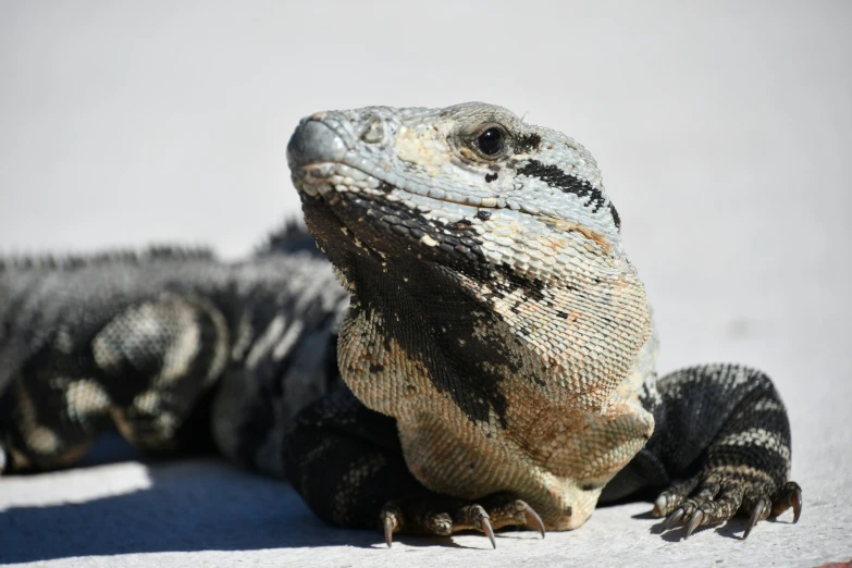 an iguana looks up with his eyes wide open