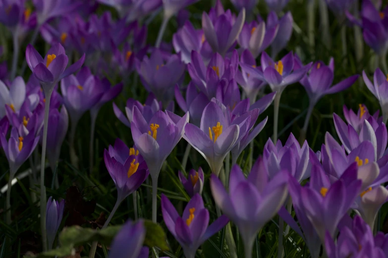 an array of flowers with purple petals surrounded by green leaves